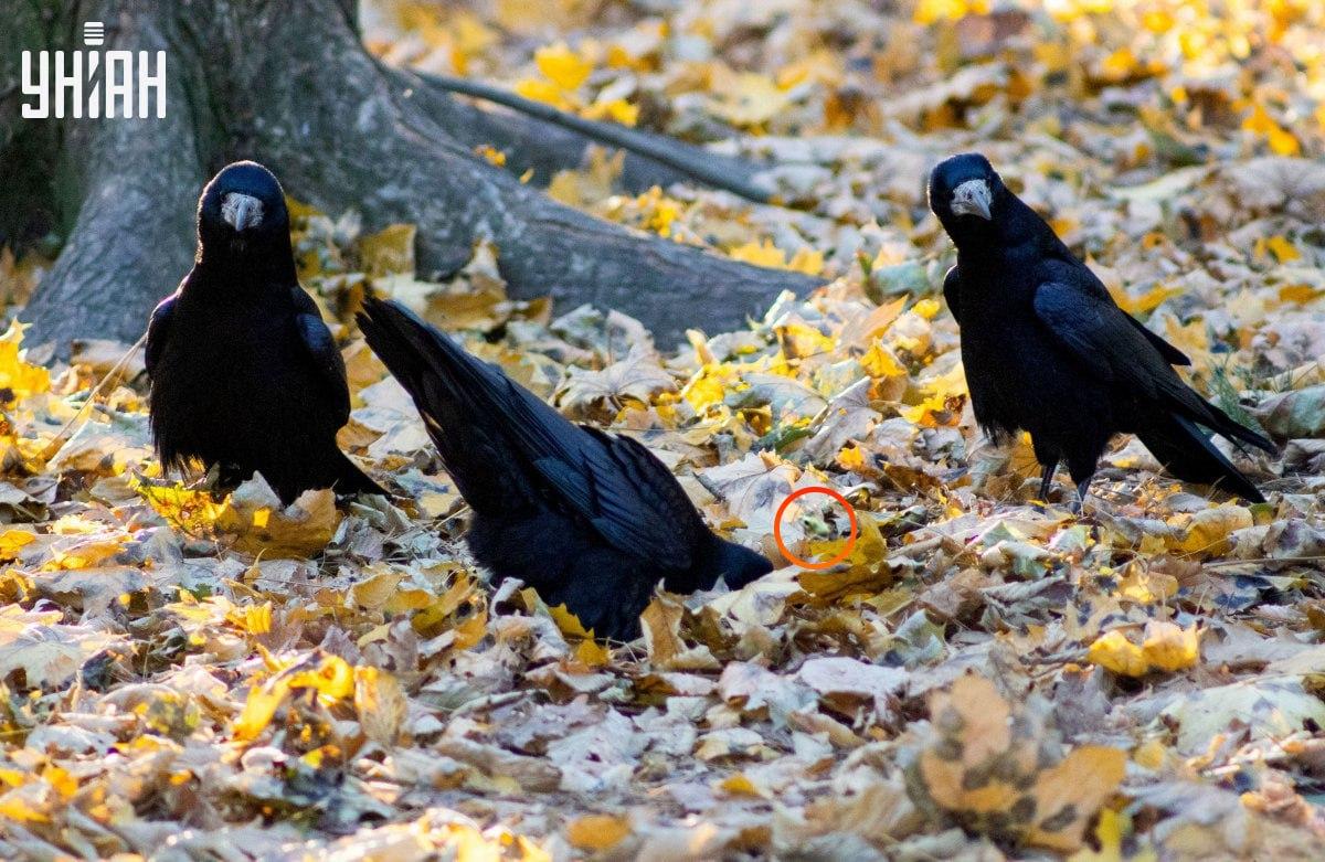 De kikker zat bijna in het midden van de puzzel / collage van Moje foto