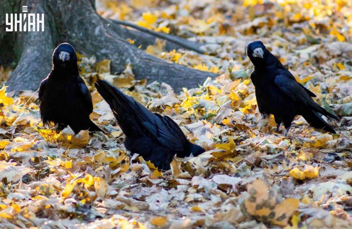 Vind heel snel de kikker in de foto / collage met foto Moje