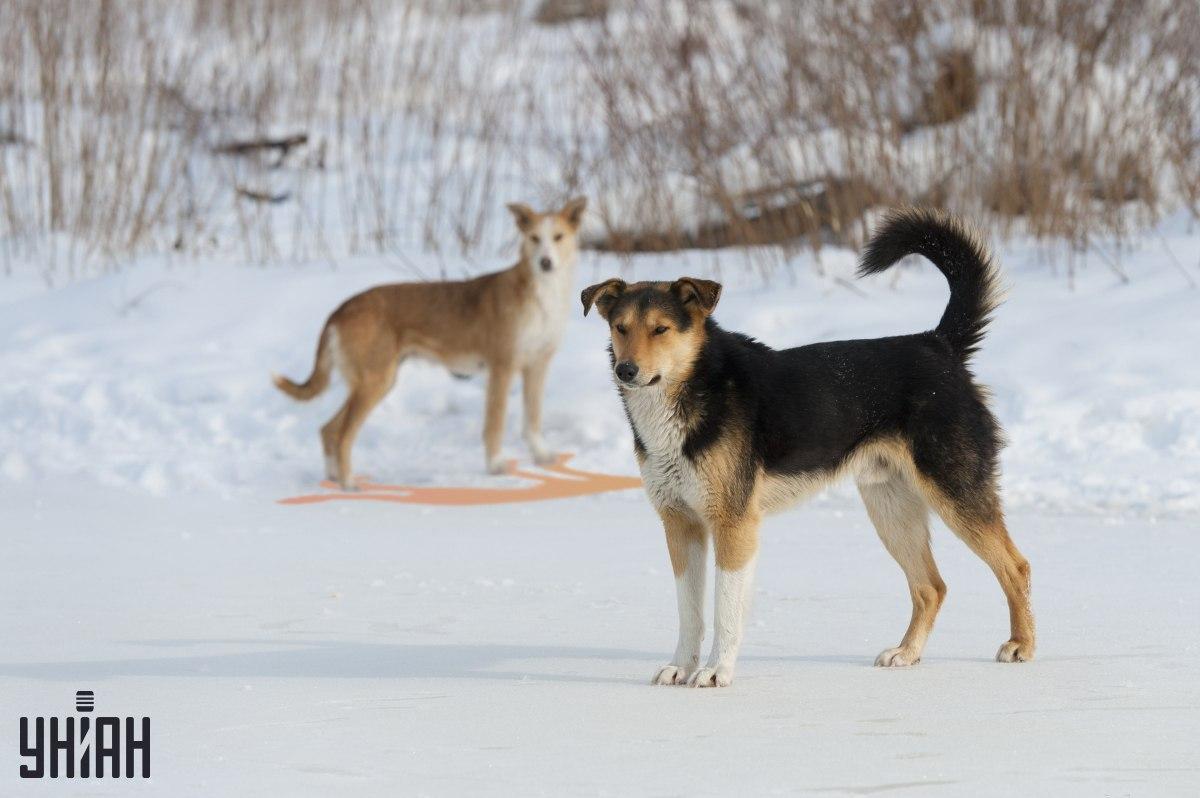 Een van de schaduwen is onjuist afgebeeld in de afbeelding / collage met Moje foto