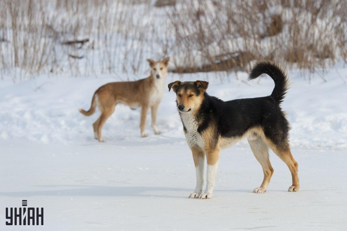 Probeer in 8 seconden te begrijpen wat er mis is in de fotopuzzel / collage van Moje foto