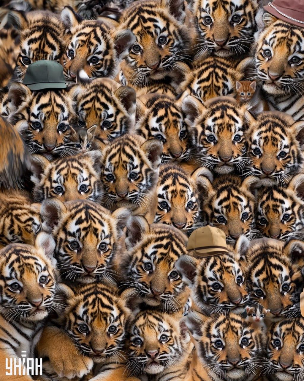 Vind drie katjes tussen de tijgers / Moje