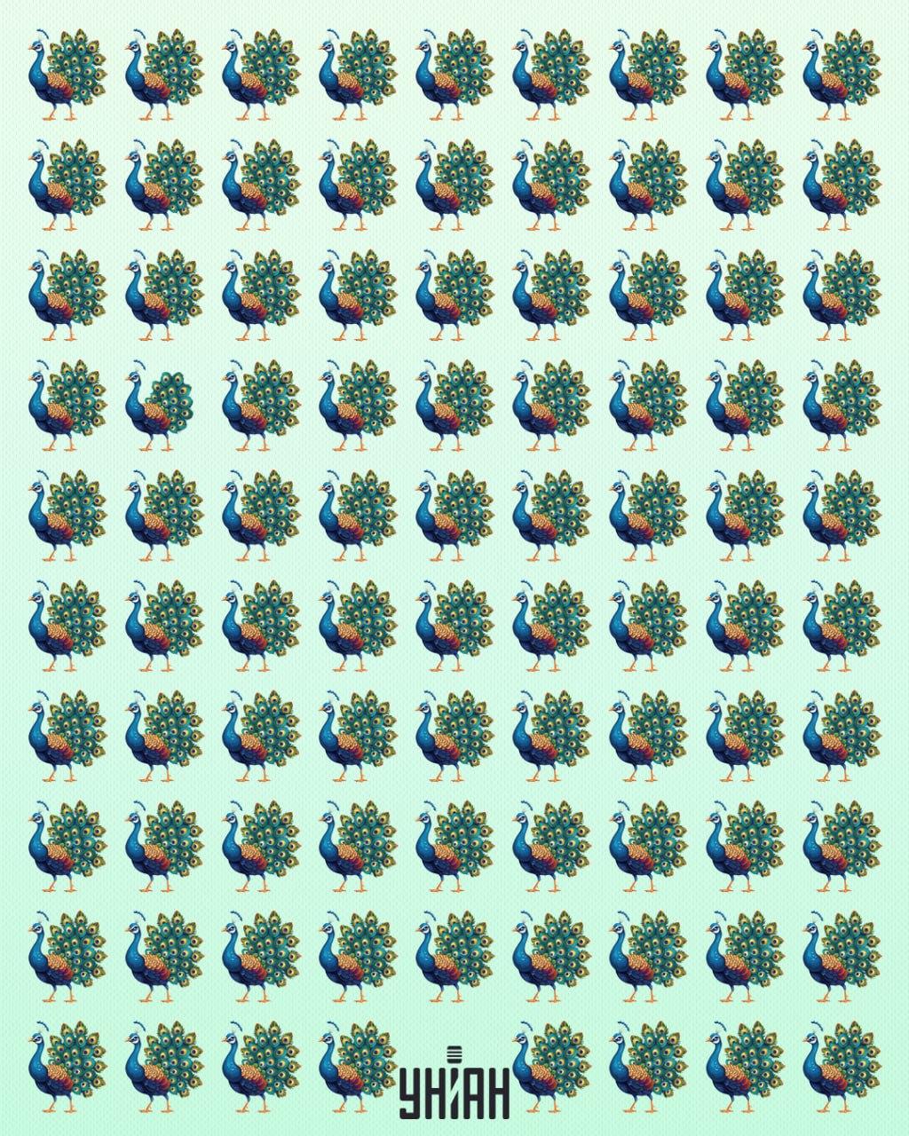 Het is noodzakelijk om een pauwenfreak te vinden / Moje collage