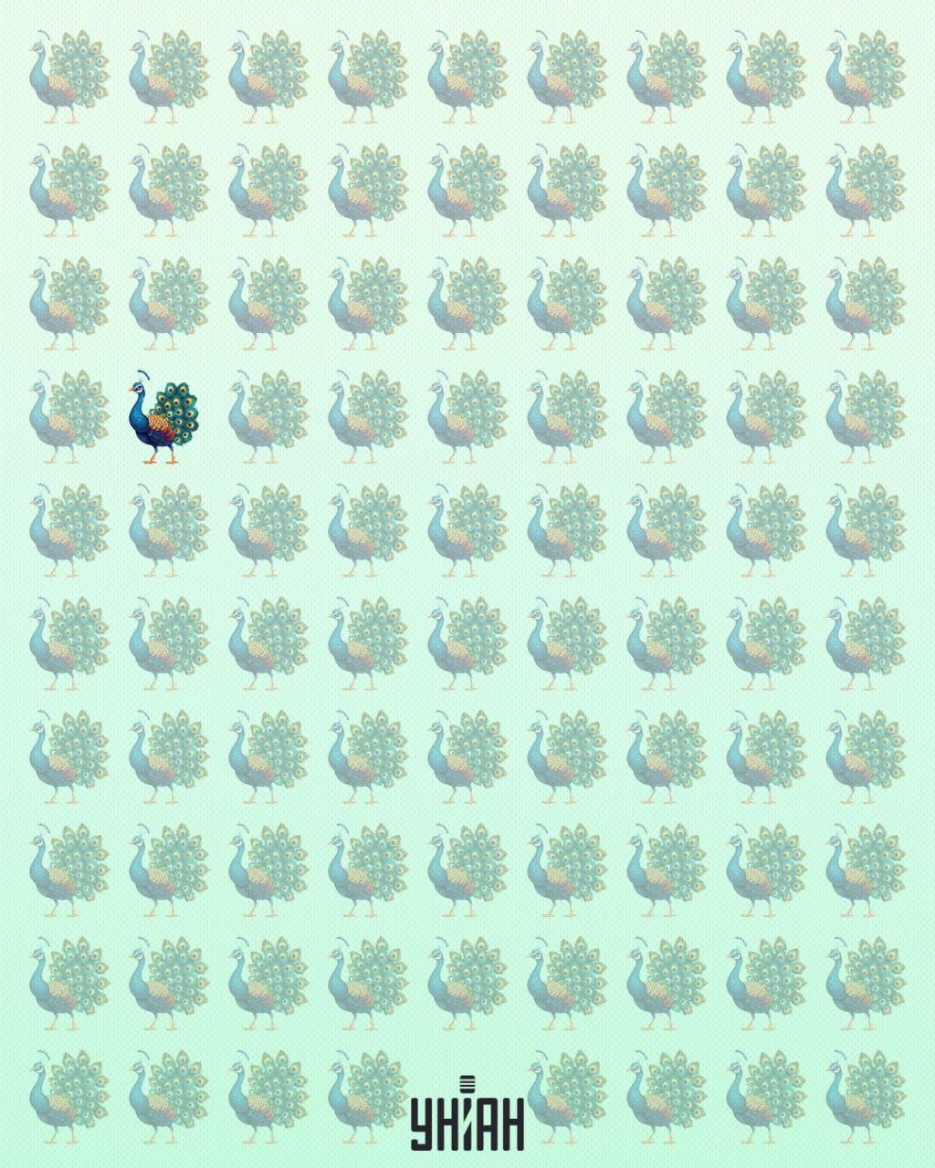 De pauw weirdo was in het juiste deel van het optische mysterie / Moje collage