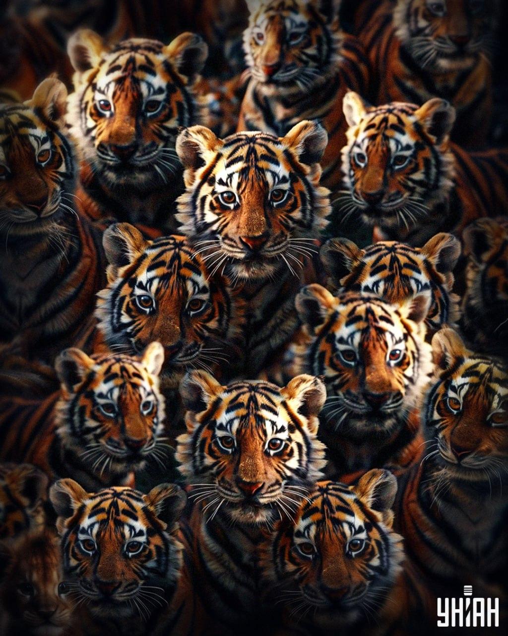 Het duurt 8 seconden om een leeuwenwelp tussen tijgers te vinden / Moje collage