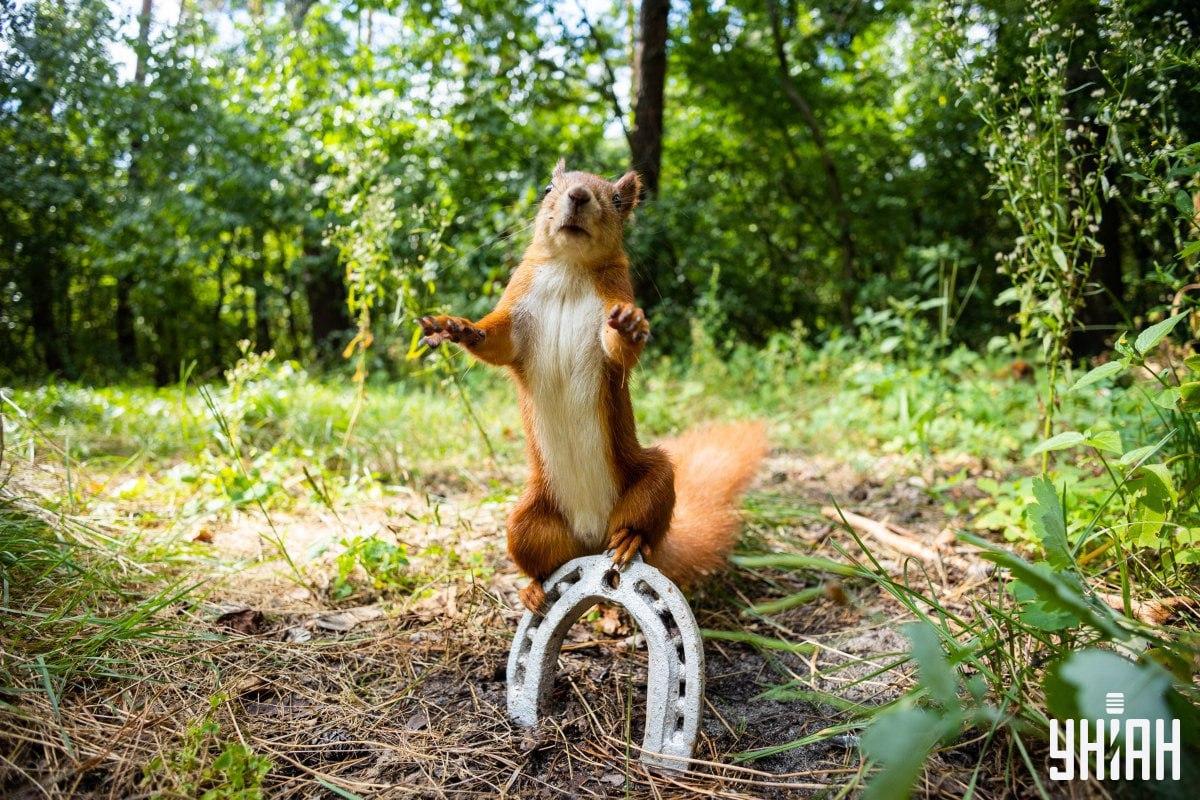 Vind de sluwe hond op tijd / collage met Moje foto