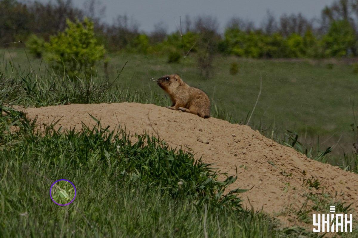 De vlinder zat in een van de onderste hoeken van de afbeelding / Moje collage