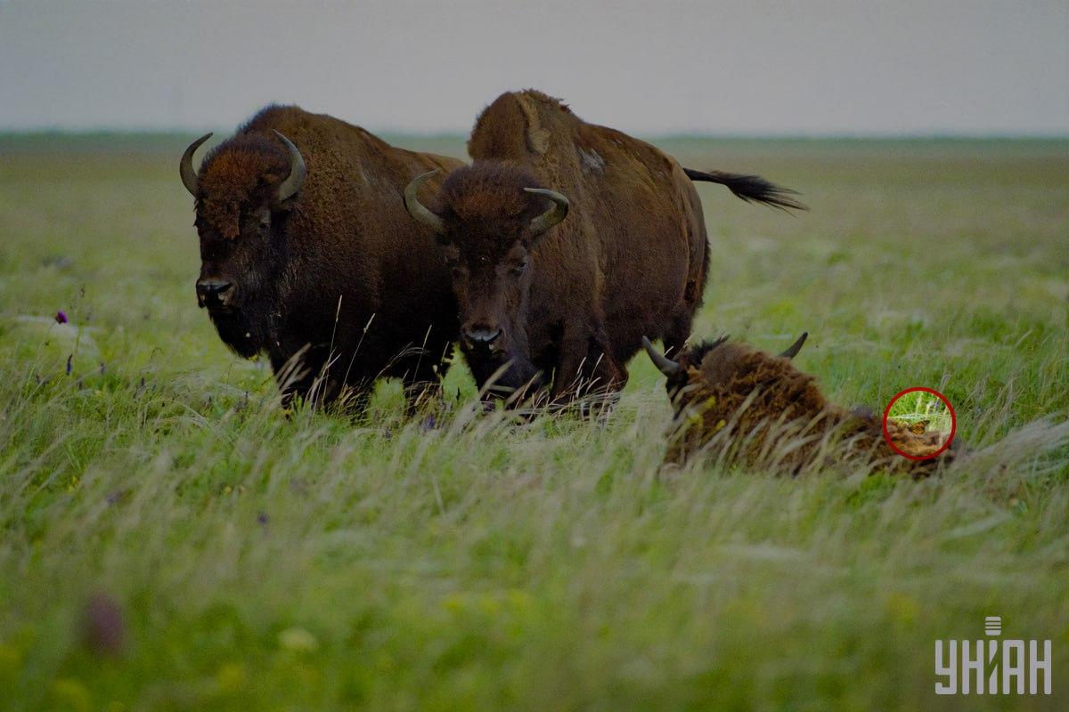 Een vlinder zat op een van de bizons / collage met Moje foto