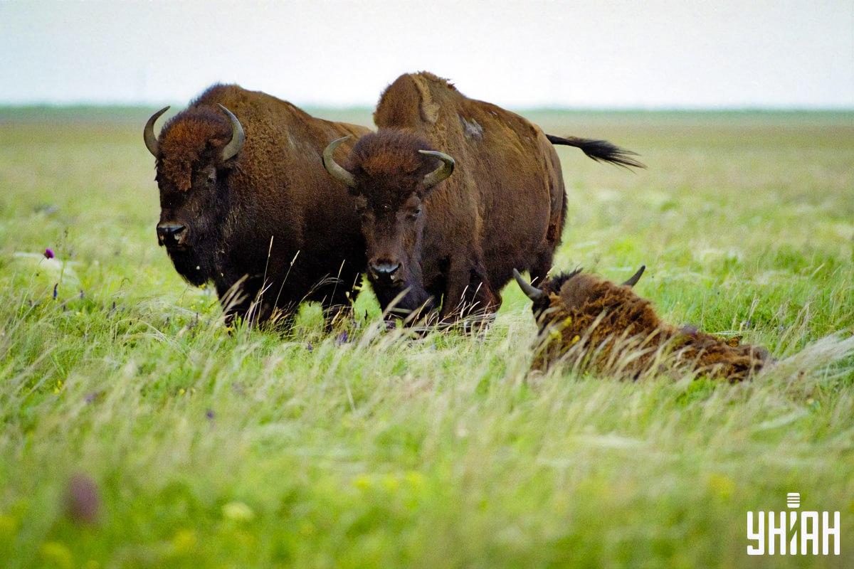 Vind een vlinder in 8 seconden / collage met Moje foto