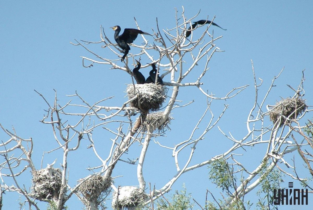 Het duurt 9 seconden om een mus te vinden / collage met Moje foto
