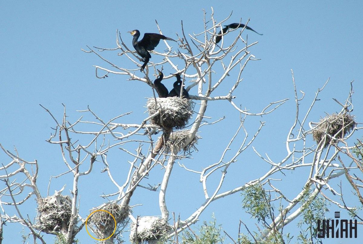 De mus was verborgen onderaan de visuele puzzel / Moje fotocollage