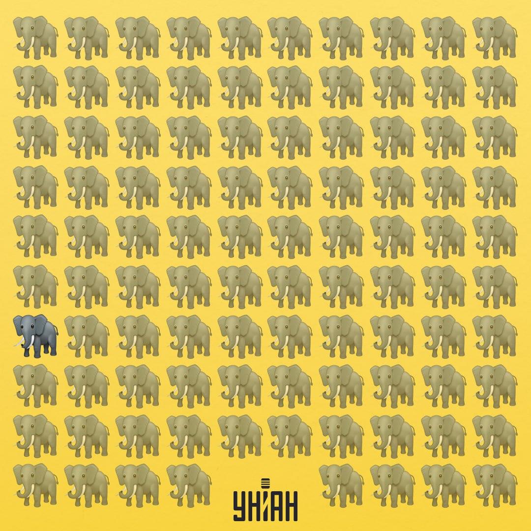 Een van de olifanten heeft een slurf die anders is dan die van de anderen / Moje collage