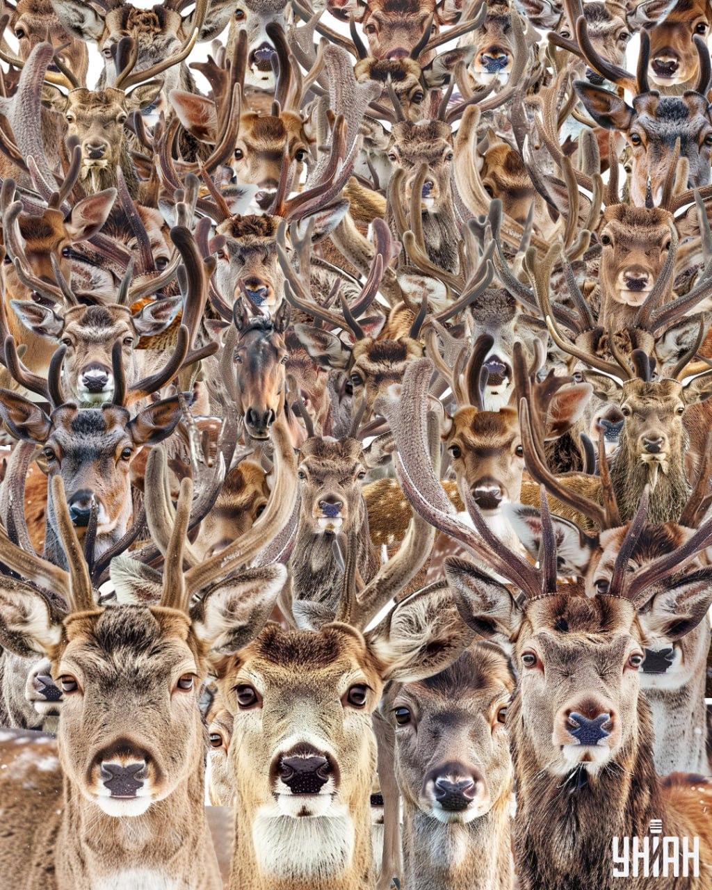 Vind een paard tussen de herten / Moje collage