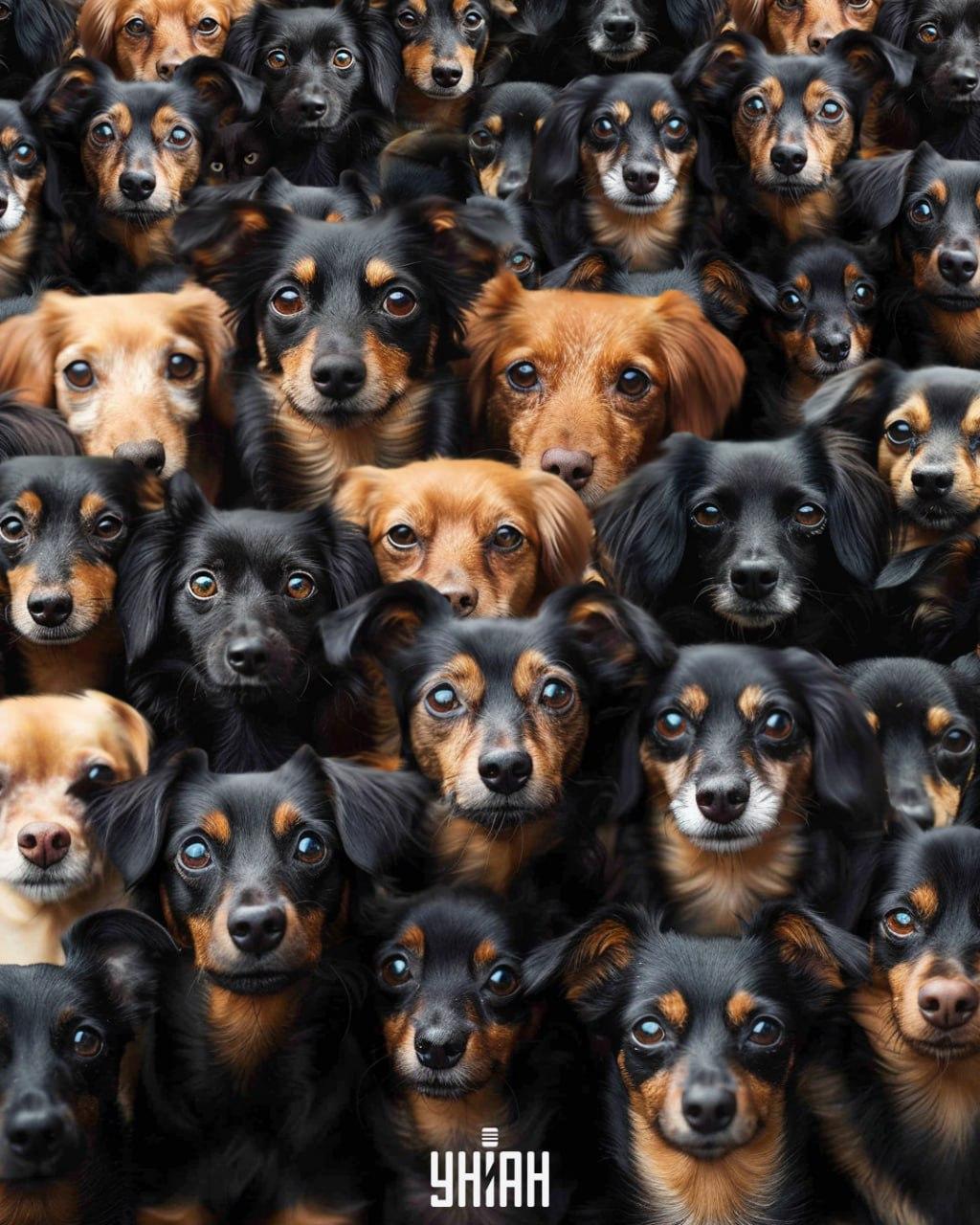 Het is noodzakelijk om een kat tussen honden te vinden / Moje collage