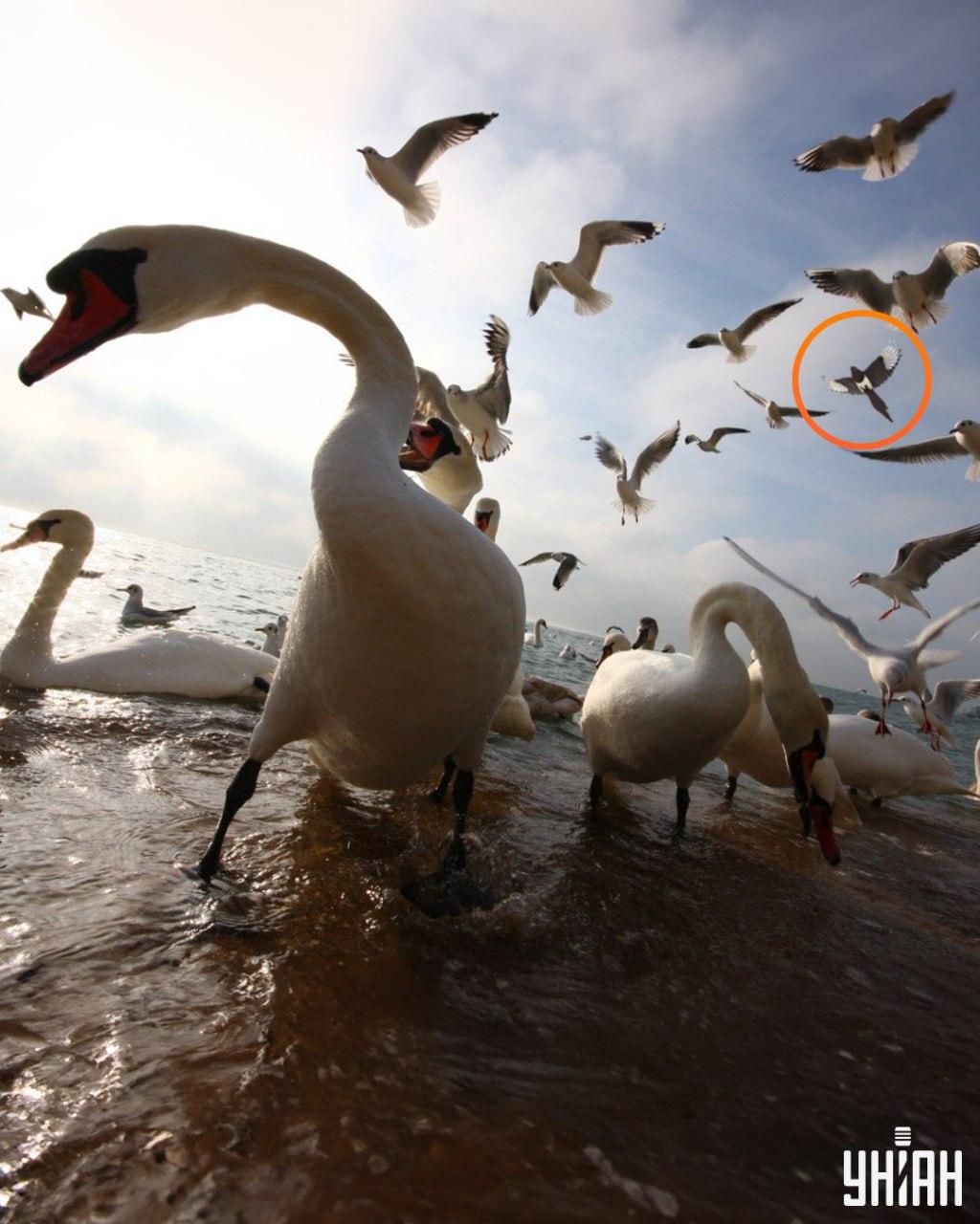 De sluwe ekster was niet ver van een van de bovenste hoeken van de optische puzzel / foto door Moje