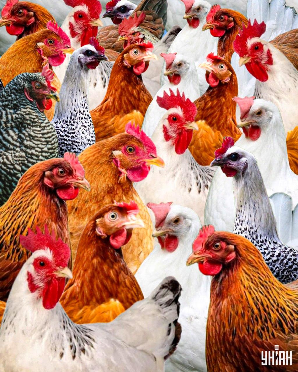 Het duurt minder dan 10 seconden om een sluwe haan te vinden / Moje collage