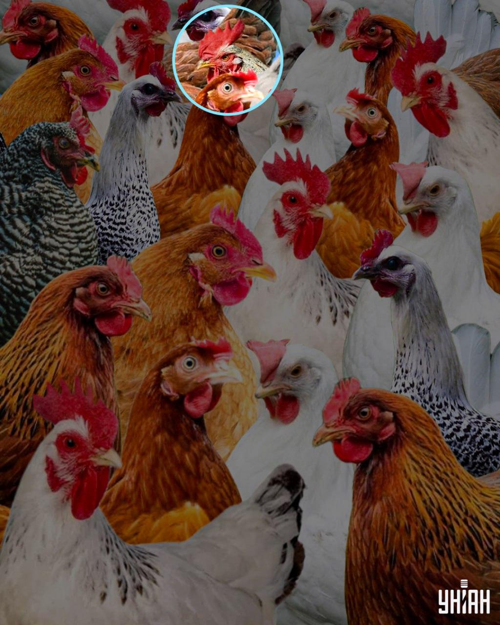 Sluw was de naam die gegeven werd aan een haan die. 