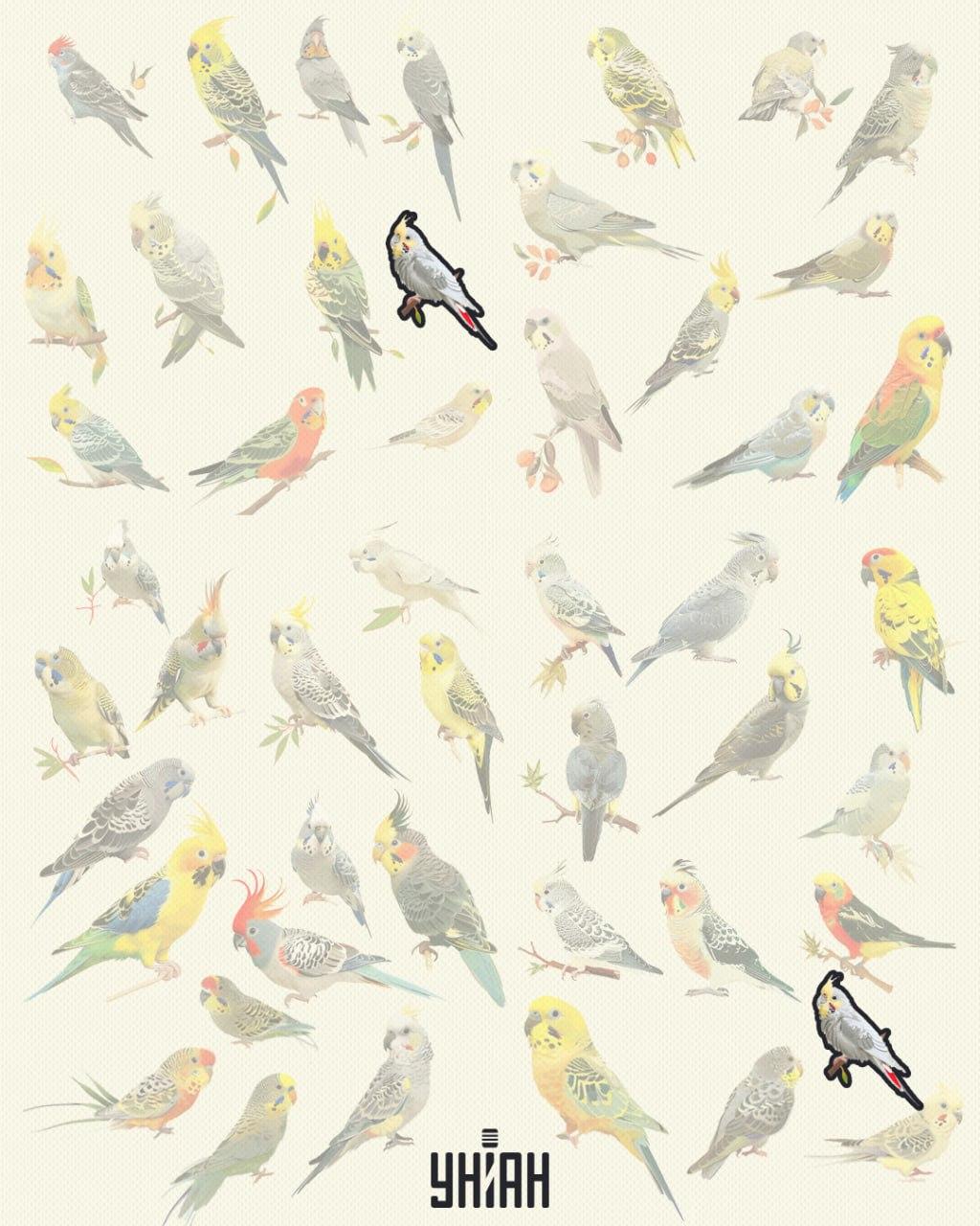 De vogels zijn hetzelfde 