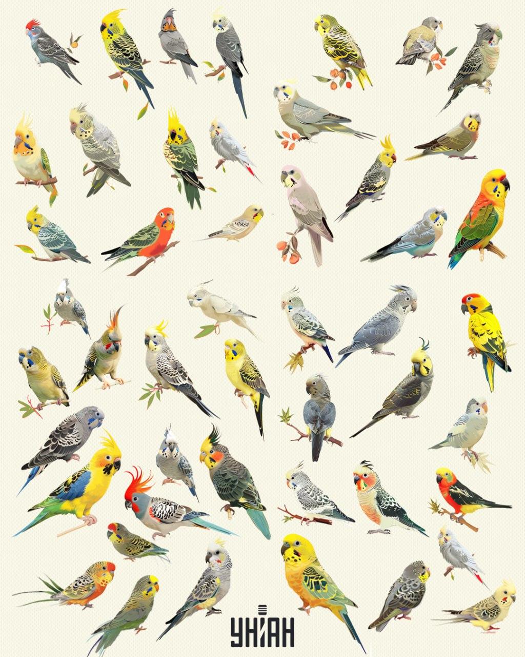 Het is noodzakelijk om identieke exotische vogels te vinden in 10 seconden / Moje collage