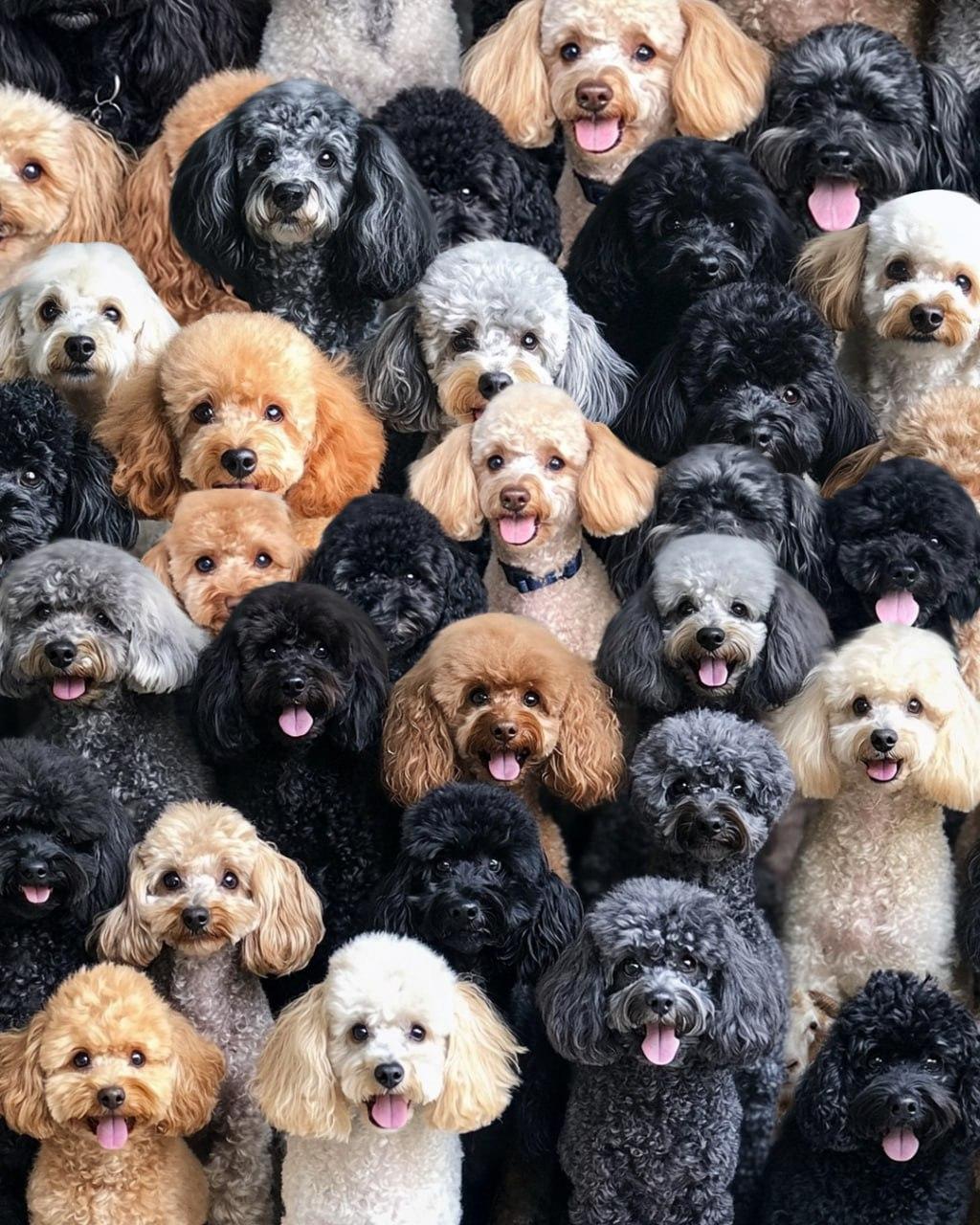 Het is noodzakelijk om de schapen te vinden op het optische raadsel / collage Moje