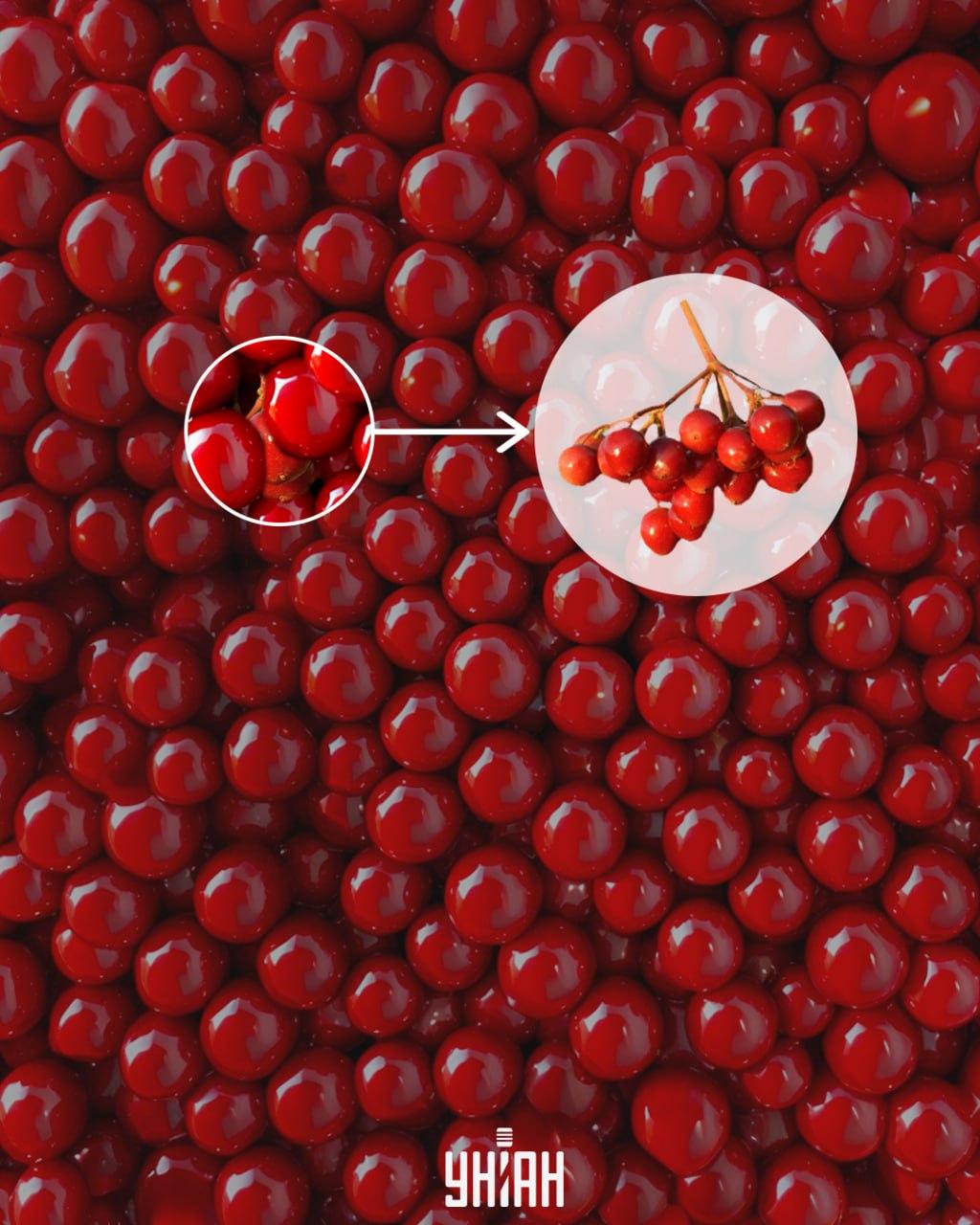 Kalina kon snel worden gevonden door een stuk van de tak op te merken / Moje collage