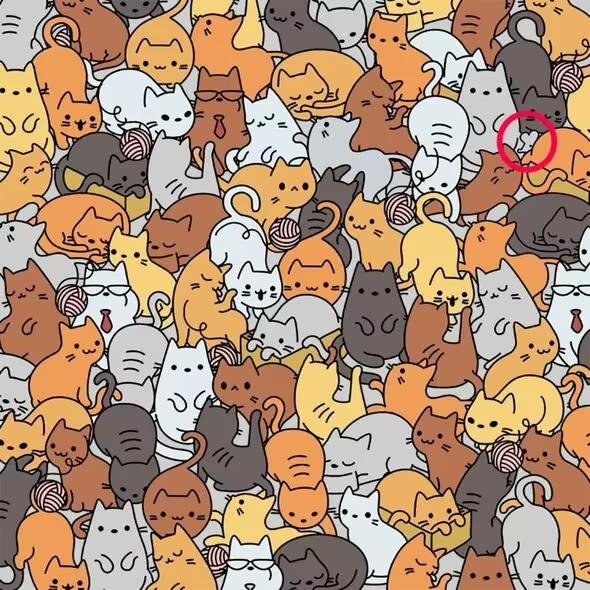 Oplossing / Everypaw huisdierenverzekering