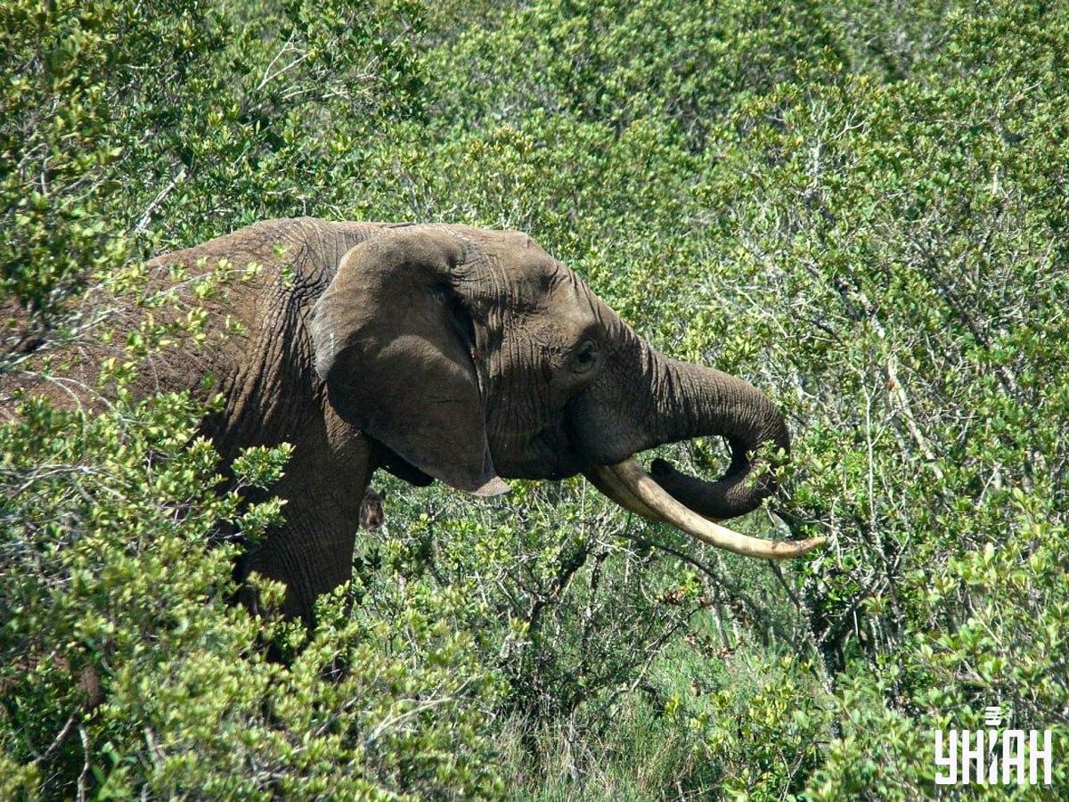 Vind een wild zwijn in slechts 10 seconden / collage met Moje foto
