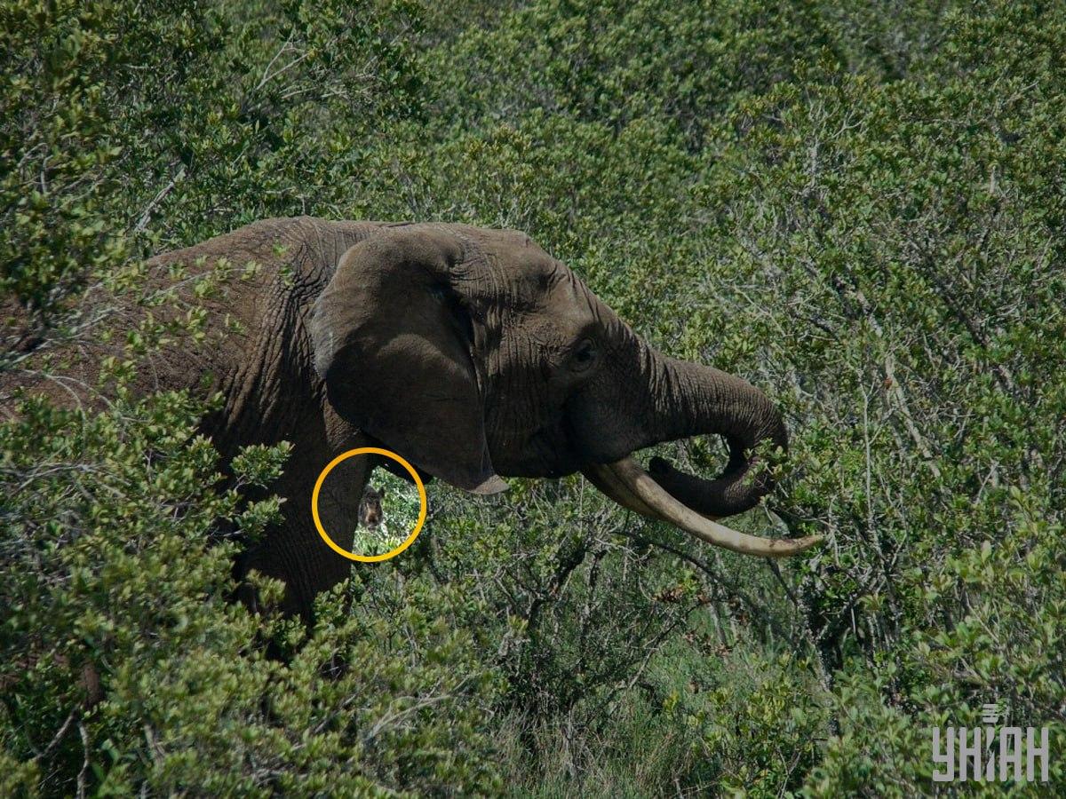 Het zwijn lag bijna in het midden van de puzzel / collage met Moje foto