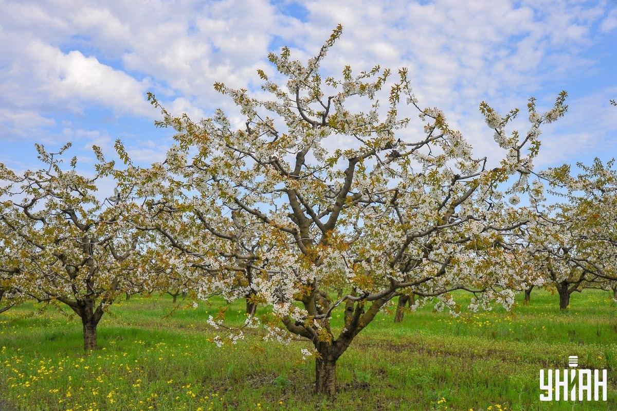 Vind de duif op tijd op de puzzel / collage met Moje foto