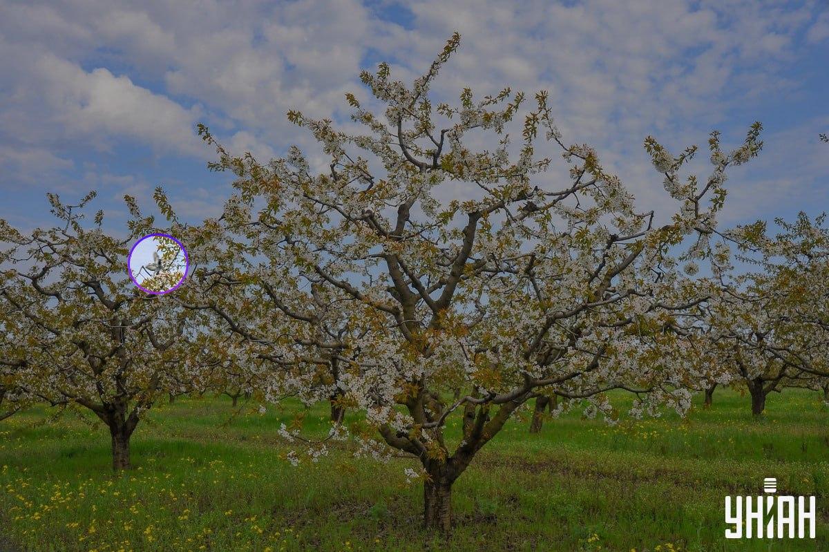 De vogel was aan de rechterkant van de afbeelding / collage met Moje foto