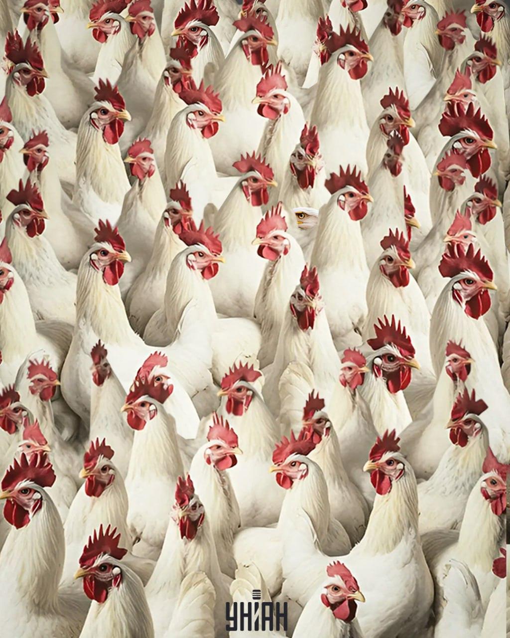 Het duurt 5 seconden om een adelaar te vinden / Moje collage