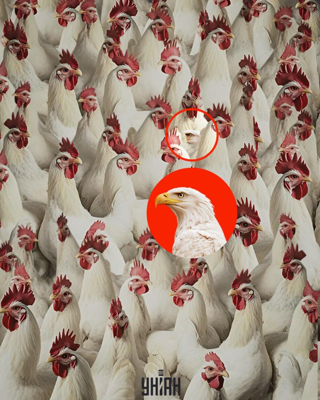 Een adelaar is snel gevonden als je onthoudt dat hij geen kuif heeft / collage door Moje