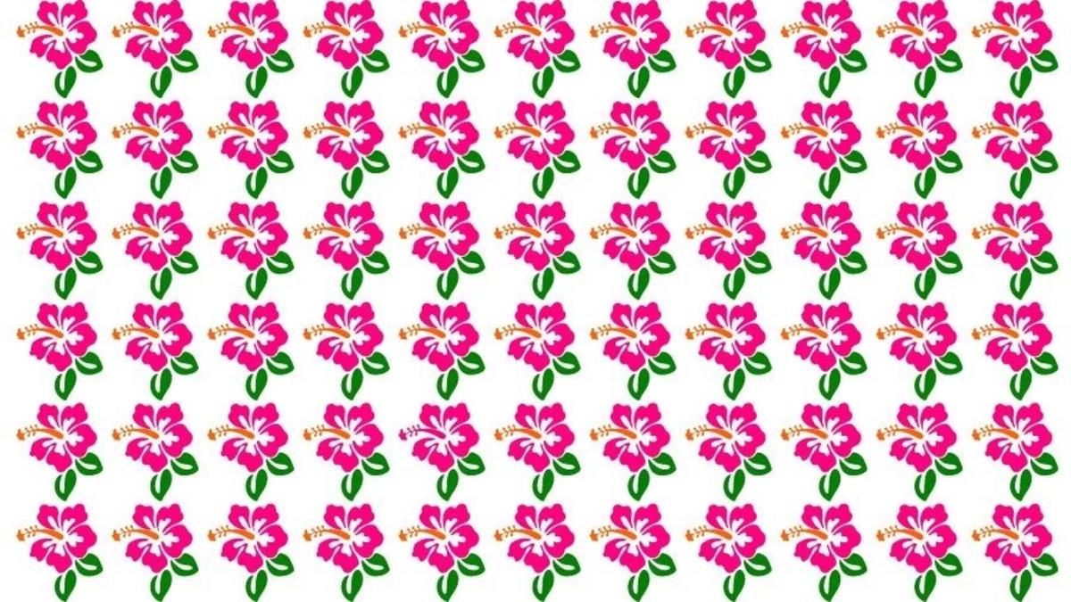 Vind de bijzondere hibiscus op de foto / foto door Fresherslive