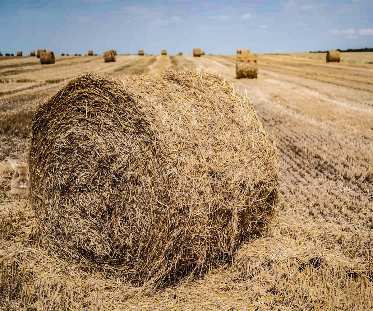 Je hebt seconden om een verborgen dier te vinden / Moje collage