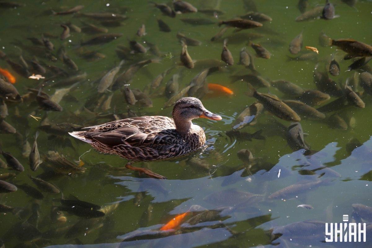 Zoek uit waar de luie kikker zich in de foto bevindt - je hebt maar een paar seconden / collage van Moje foto
