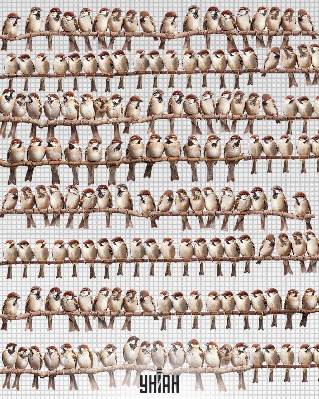 Vind een sluwe papegaai tussen de mussen in 7 seconden / foto door Moje