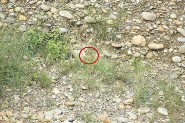 Oplossing / foto door The Sun / Redit