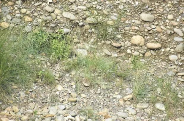 Vind de verborgen uil / foto door The Sun / Redit