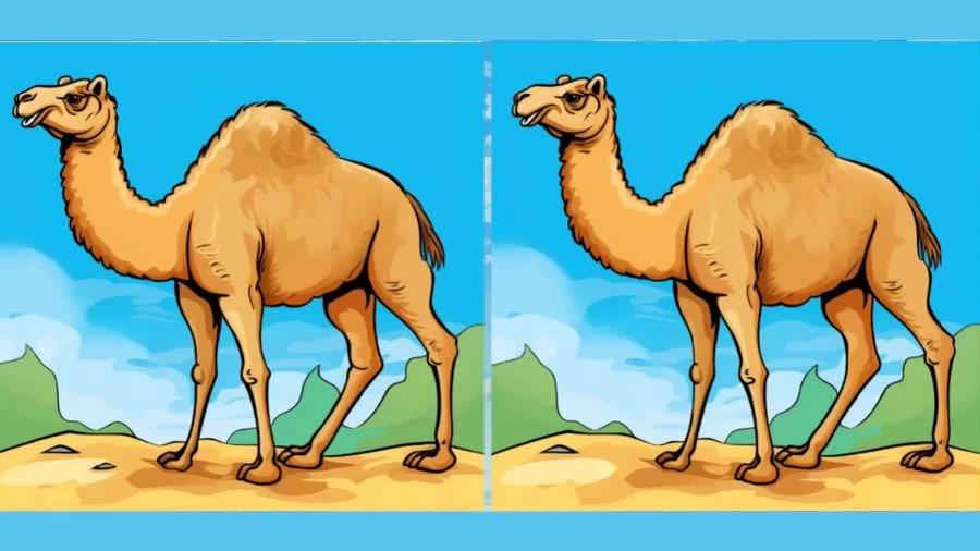 Puzzel / Fresherslive