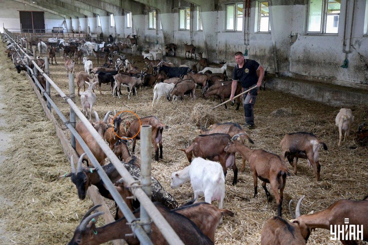 De tamme vogel stond in het midden van de afbeelding / collage met Moje foto