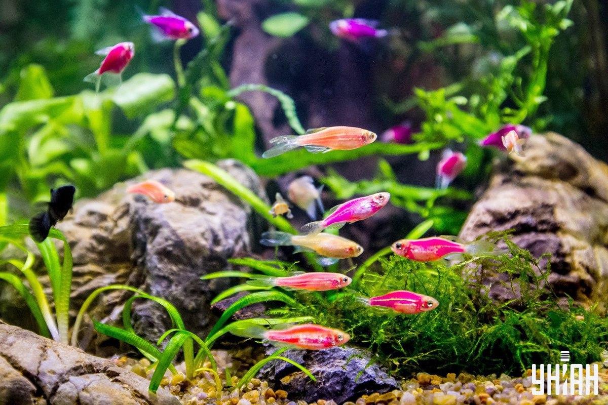 De puzzel is erg moeilijk, verlies geen tijd bij het zoeken naar de schildpad / collage van Moje photo