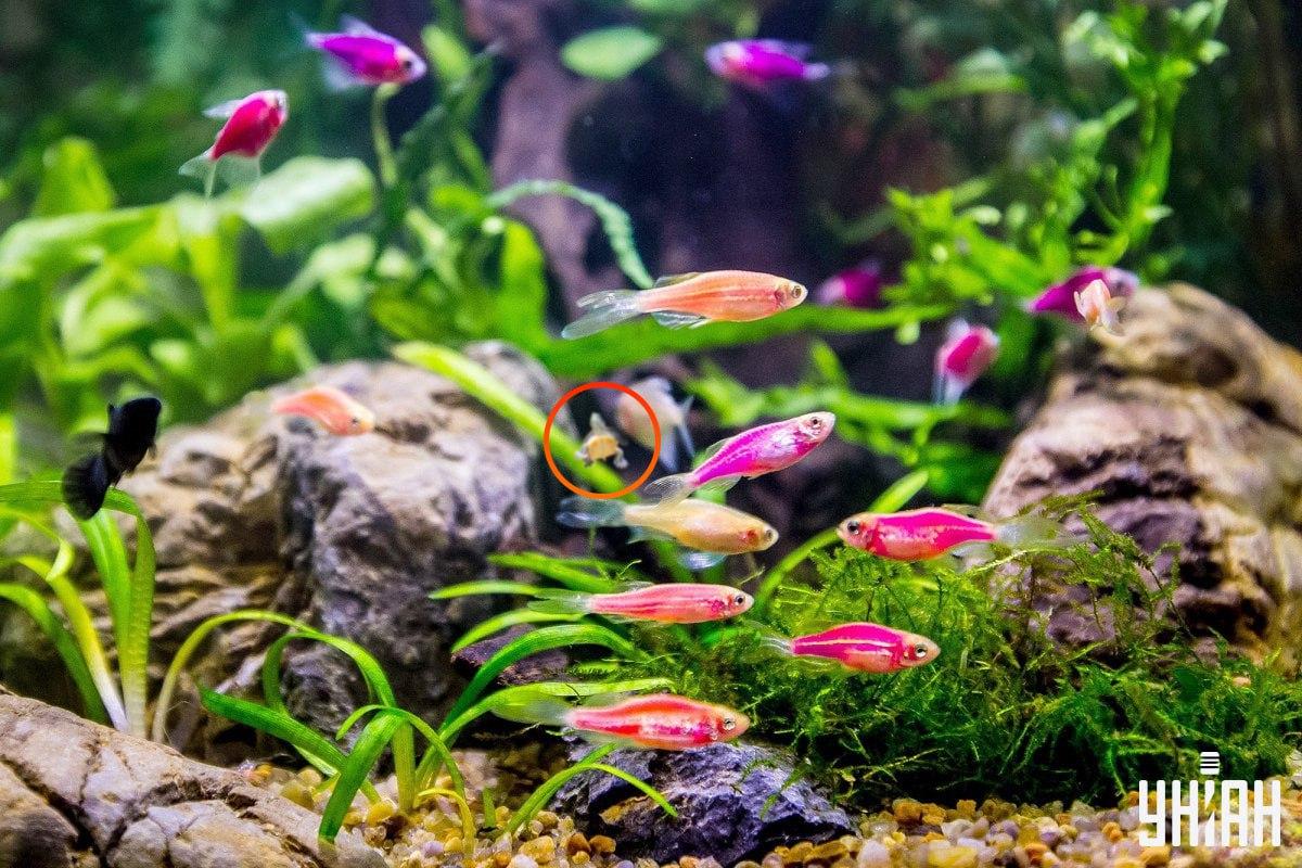 De schildpad was bijna in het midden van de afbeelding / collage met Moje foto