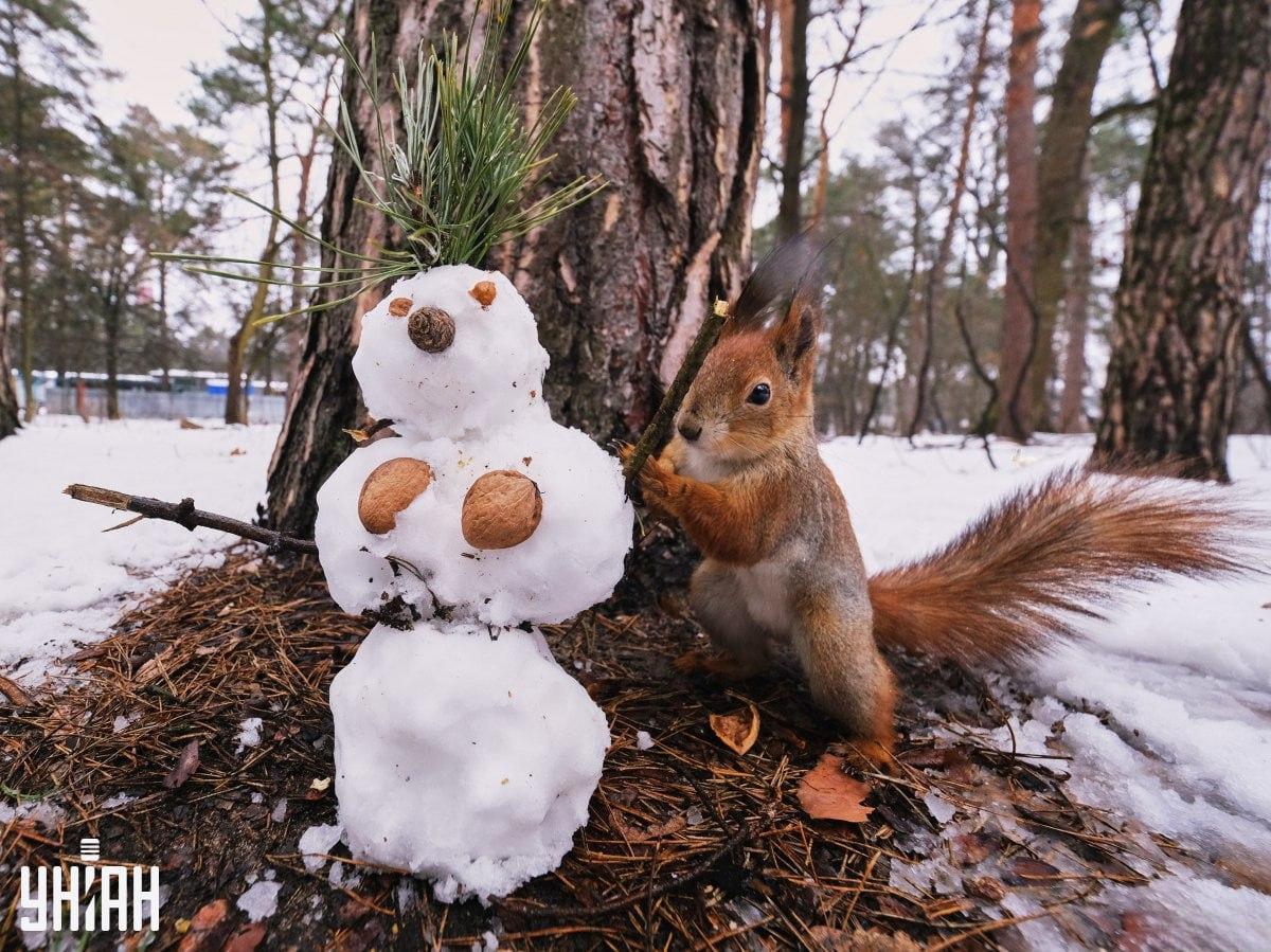 Slechts een minuscuul aantal mensen zal op tijd een haas in het bos vinden / collage met Moje foto