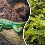 Alleen de scherpste ogen vinden de hagedis in 3 seconden: