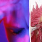 Alleen een geboren spion kan de vreemde haan binnen 13 seconden ontmaskeren: een lastig puzzelspel Alleen een geboren spion kan de vreemde haan binnen 13