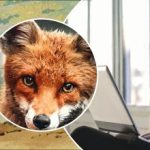 Alleen een genie vindt 4 dieren in 11 seconden: een ongelooflijke mindfulness-test Alleen een genie vindt 4 dieren in 11 seconden: een