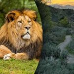 Alleen een genie zou een leeuw vinden in 8 seconden: