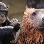 Alleen iemand met een uitzonderlijk gezichtsvermogen vindt binnen 4 seconden