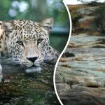 Alleen iemand met "jagersogen" vindt het luipaard: slechts 5 seconden voor het raadsel Alleen iemand met “jagersogen” vindt het luipaard: slechts 5 seconden