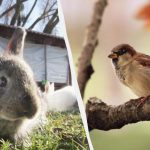 Alleen mensen met briljante krachten vinden een mus in 10