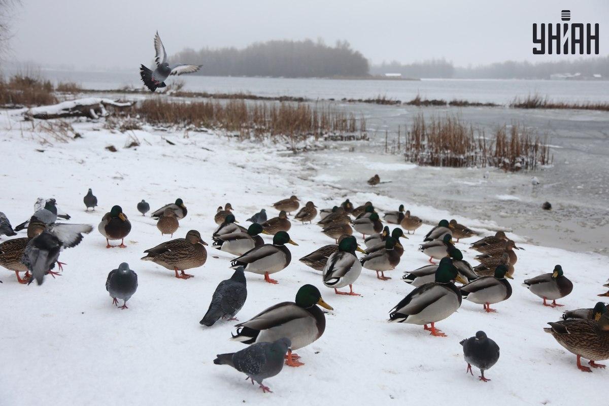 Vind een mus in enkele seconden / collage met Moje foto